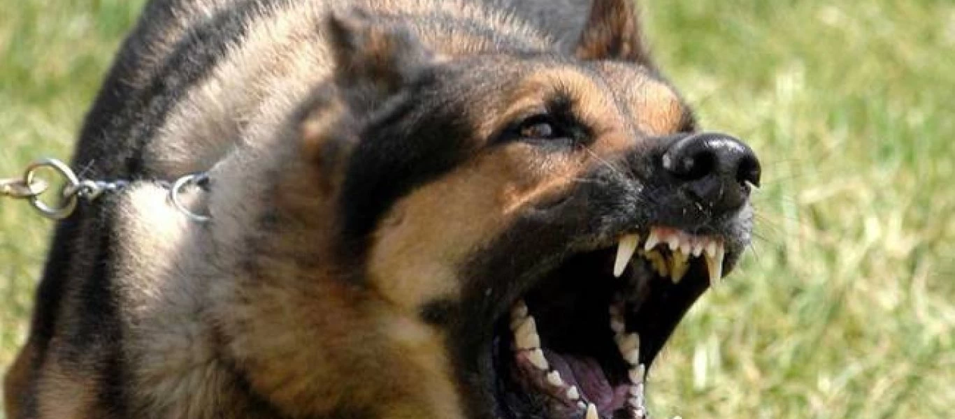 Βόλος - Ο σύζυγος της άτυχης γυναίκας εξηγεί: «Ο σκύλος τη λάτρευε - Όταν την είδε πεσμένη ήθελε να τη γλείψει» (βίντεο)